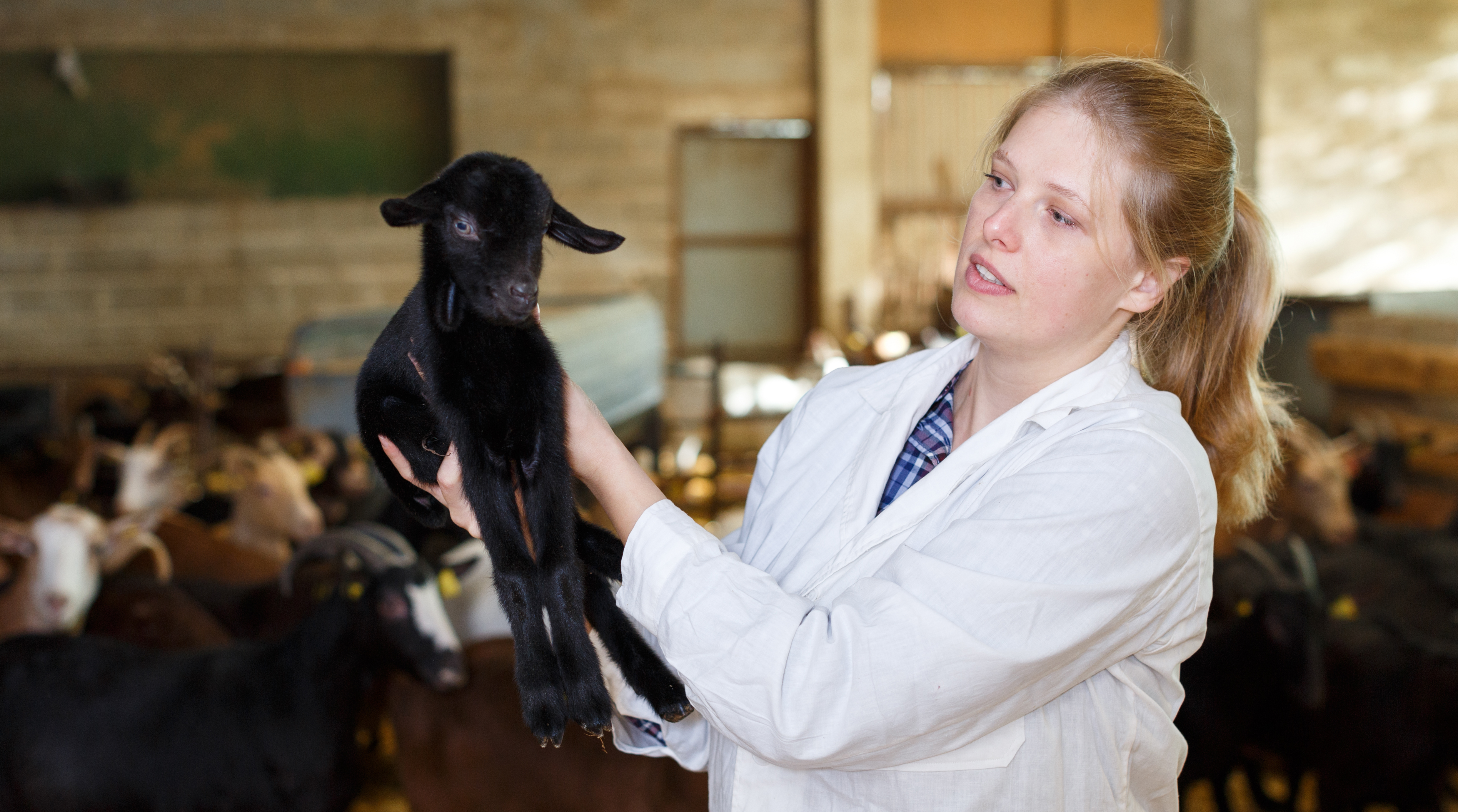 animal-breeder-science-engineering-career